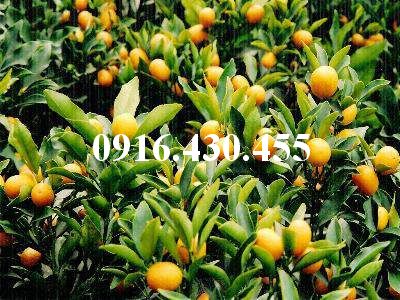CÂY GIỐNG QUẤT NGỌT